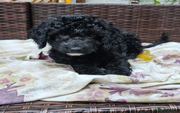 Cockapoo dogs for sale: Cockapoo Puppies - Ready now - Image 8