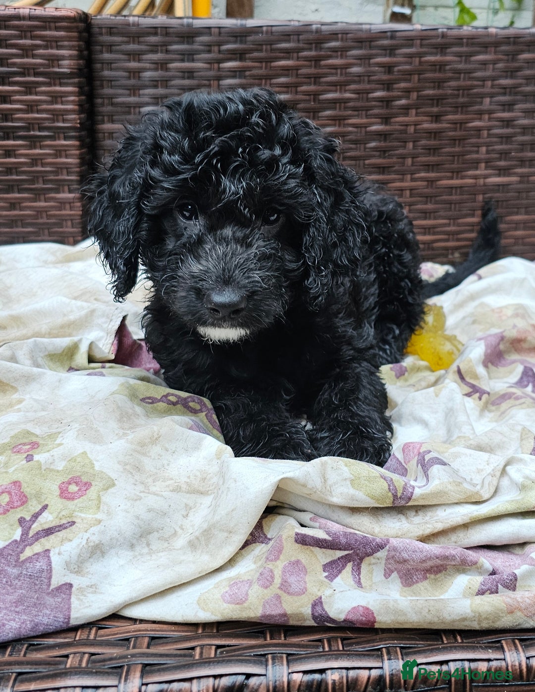 Cockapoo dogs for sale: Cockapoo Puppies - Ready now - Image 8