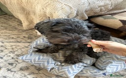 Yorkiepoo dogs for sale: Yorkiepoo dog needs loving new home  - Advert 3