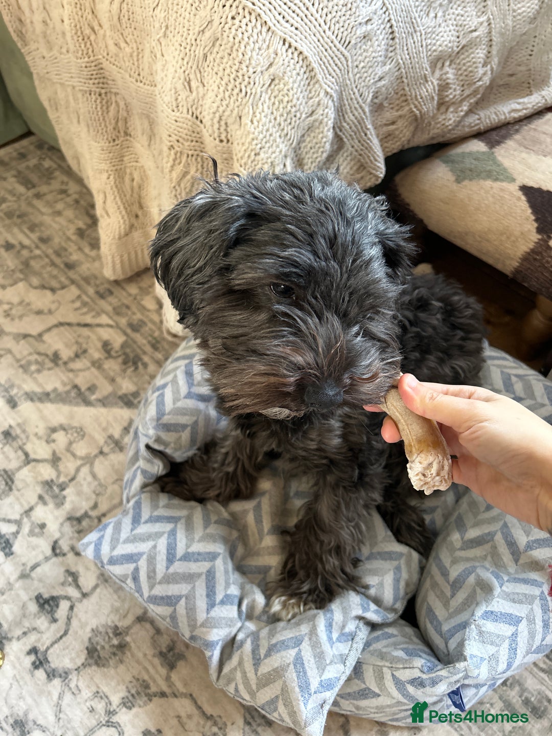 Yorkiepoo dogs for sale: Yorkiepoo dog needs loving new home  - Advert 3