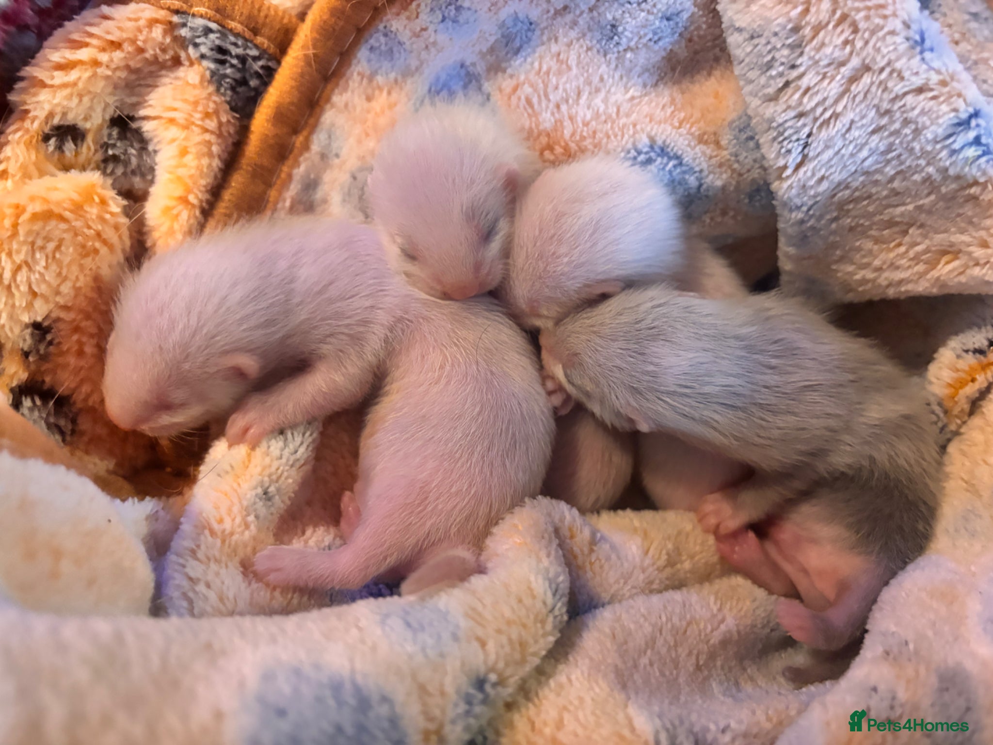 Ferret rodents albino standard x semi angora litter ready July  - Advert 2