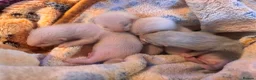Ferret rodents for sale: 1 full albino hob kit ready july 17 - Advert 10