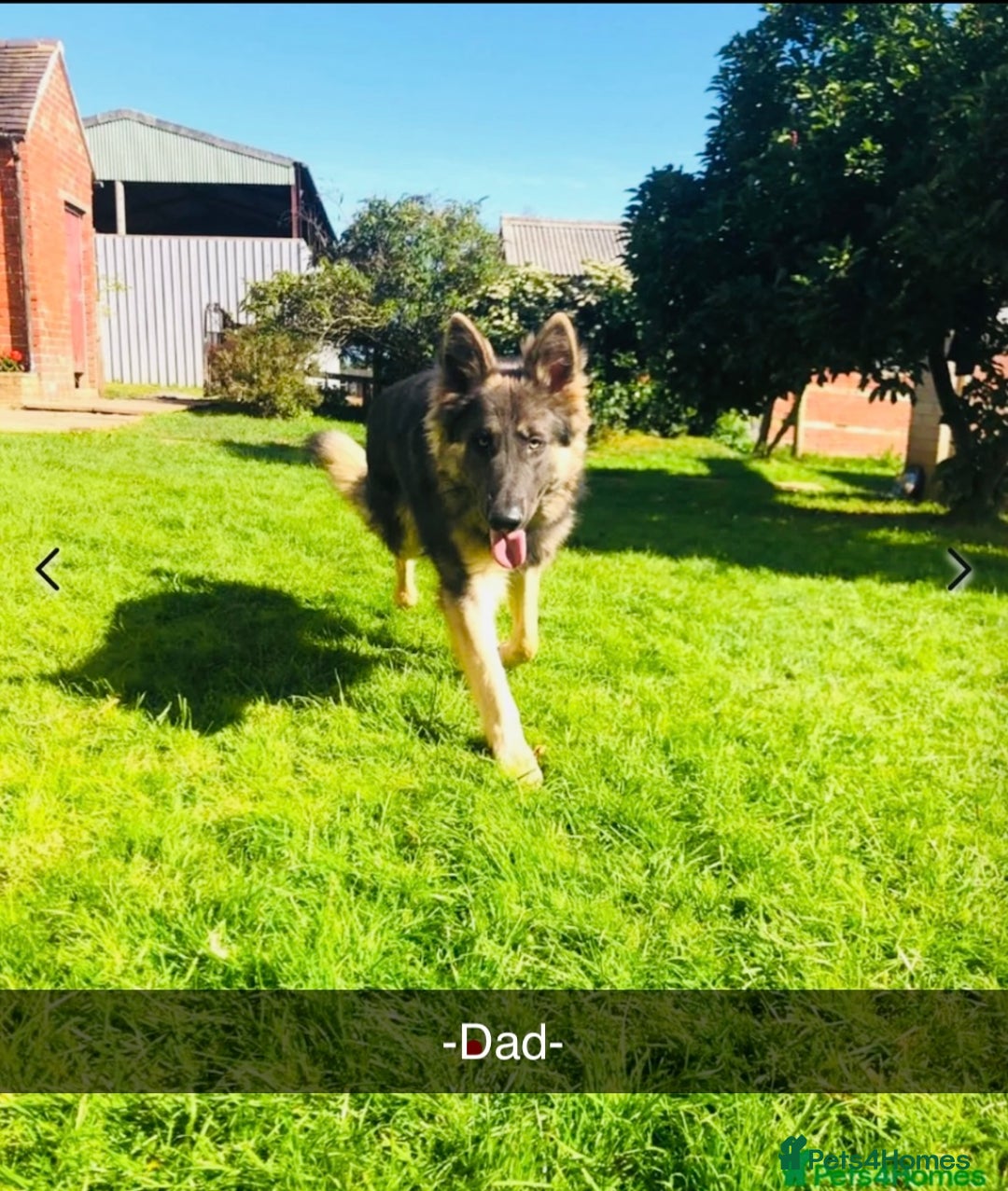 German Shepherd dogs for sale: Beautiful German Shepherd  Puppies For Sale  - Image 4