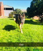 German Shepherd dogs - Advert 6