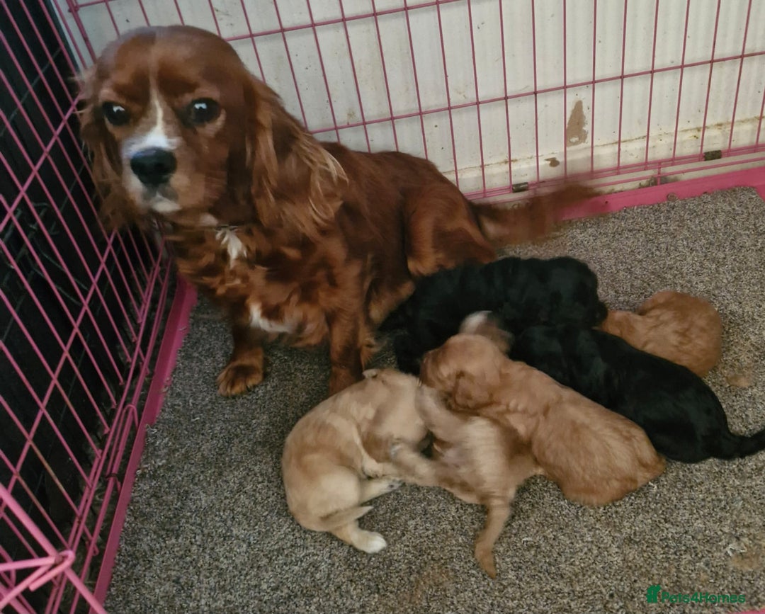 Cavapoo dogs for sale: Cavapoo - Advert 6