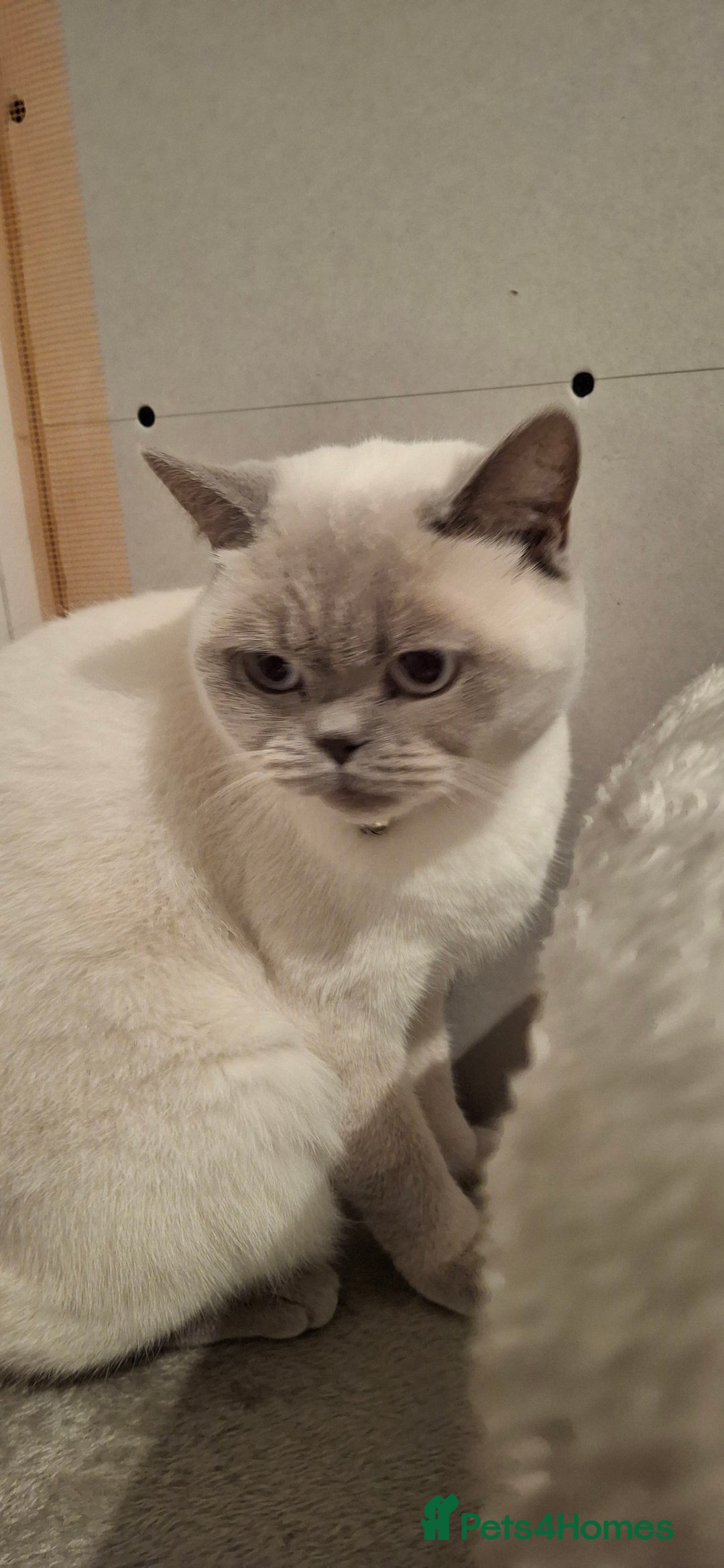 British Shorthair cats for sale: White,grey blue eyed british shorthair frmale  - Advert 6