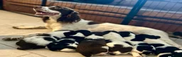 English Springer Spaniel dogs for stud: Heavily marked B&W FULLY HEALTH TESTED ESS - Advert 2