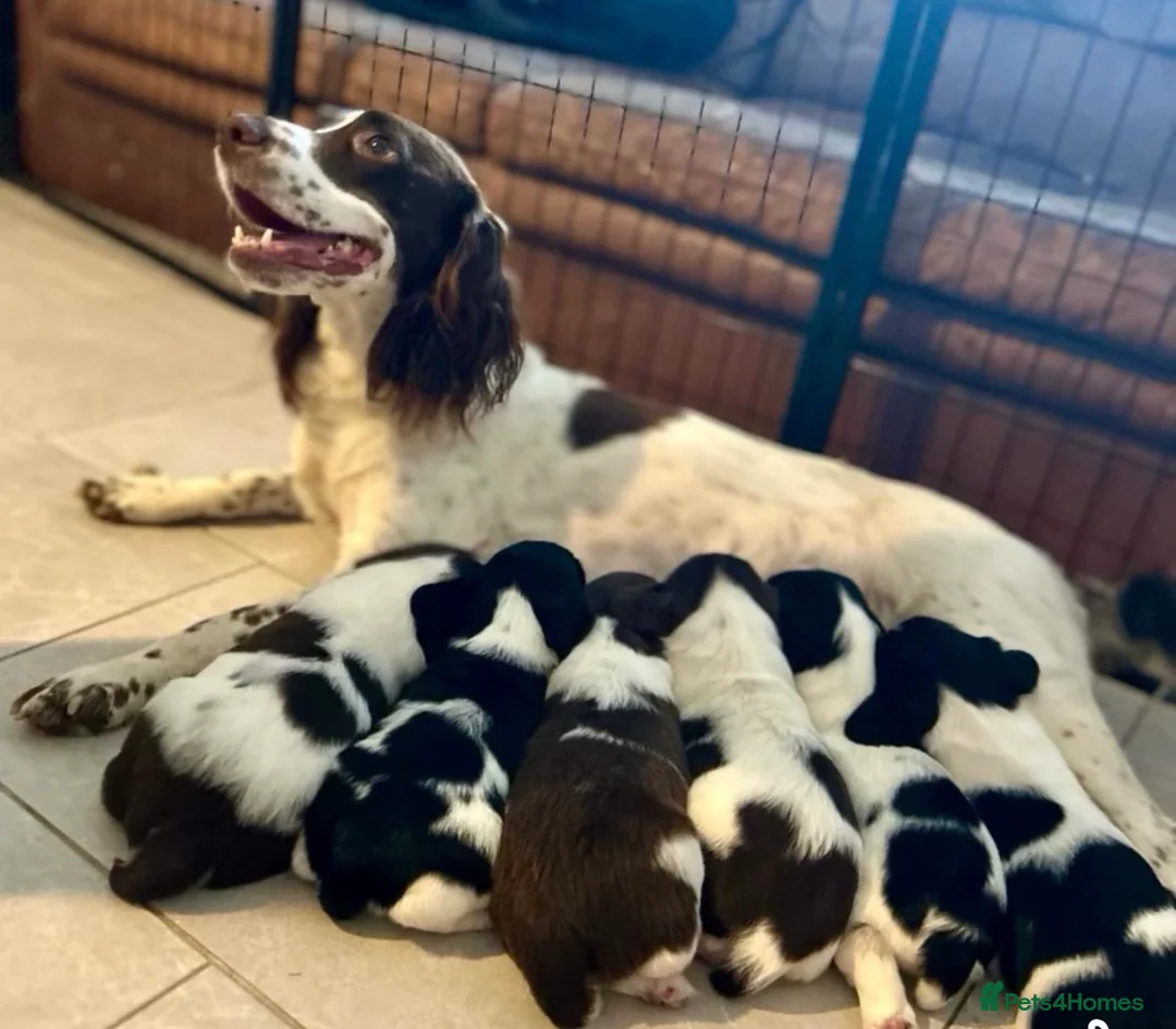 English Springer Spaniel dogs for stud: Heavily marked B&W FULLY HEALTH TESTED ESS - Advert 2