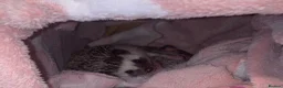 Pygmy Hedgehog rodents for sale: African Pygmy Hedgehog's (Ready to go!) (One left) - Advert 1