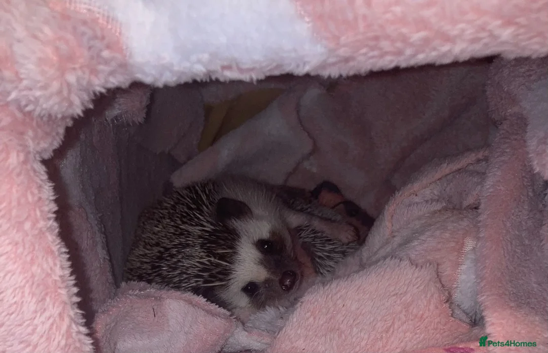 Pygmy Hedgehog rodents for sale: African Pygmy Hedgehog's (Ready to go!) (One left) - Advert 1