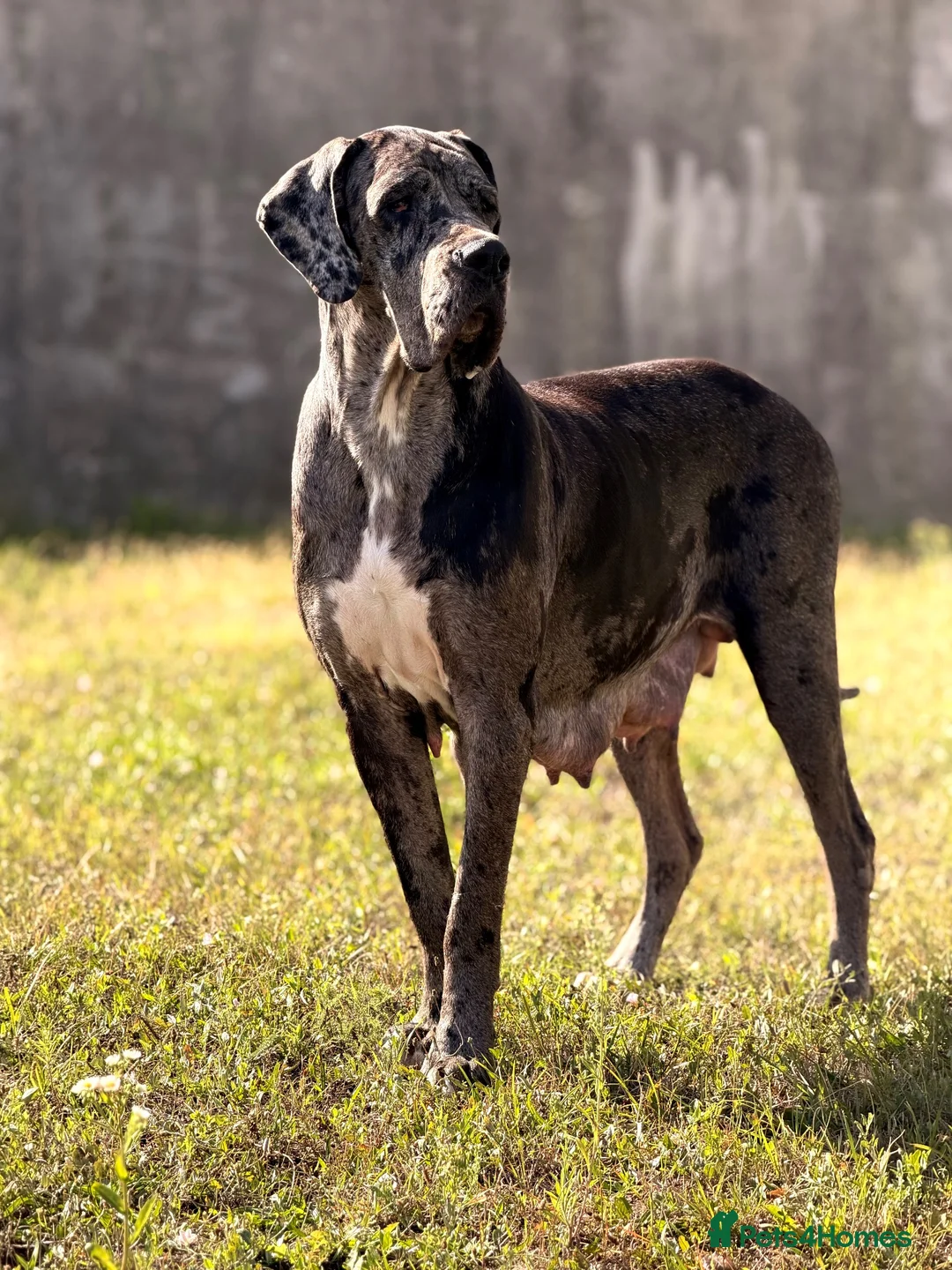 Great Dane dogs for sale: Great danes puppies - Advert 1
