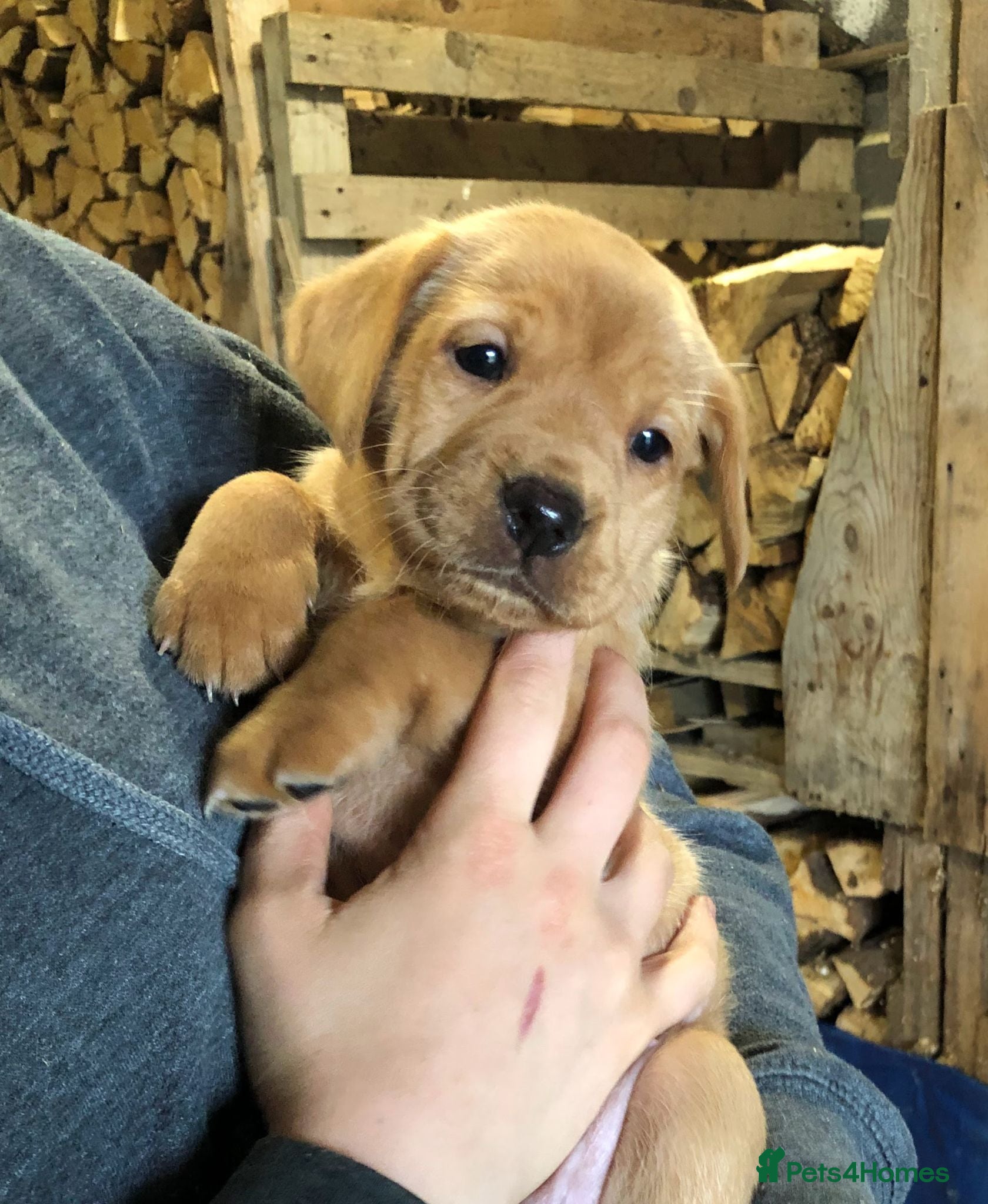 Labrador Retriever dogs Adorable KC Fox Red Lab Puppies - Advert 1