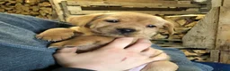 Labrador Retriever dogs for sale: Adorable KC Fox Red Lab Puppies - Advert 1