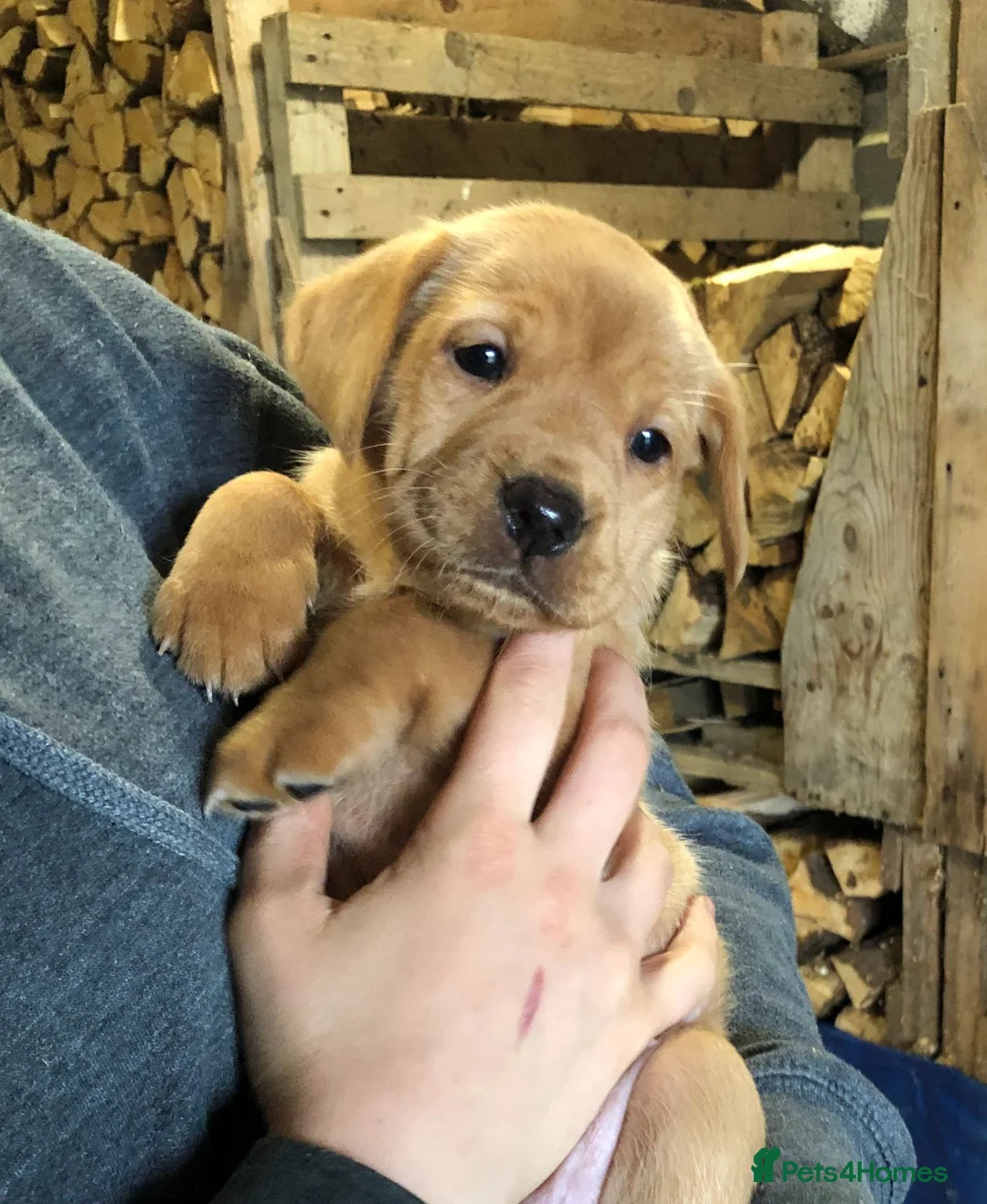 Labrador Retriever dogs for sale: Adorable KC Fox Red Lab Puppies - Advert 1