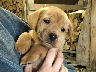 Labrador Retriever dogs Adorable KC Fox Red Lab Puppies - Advert 18