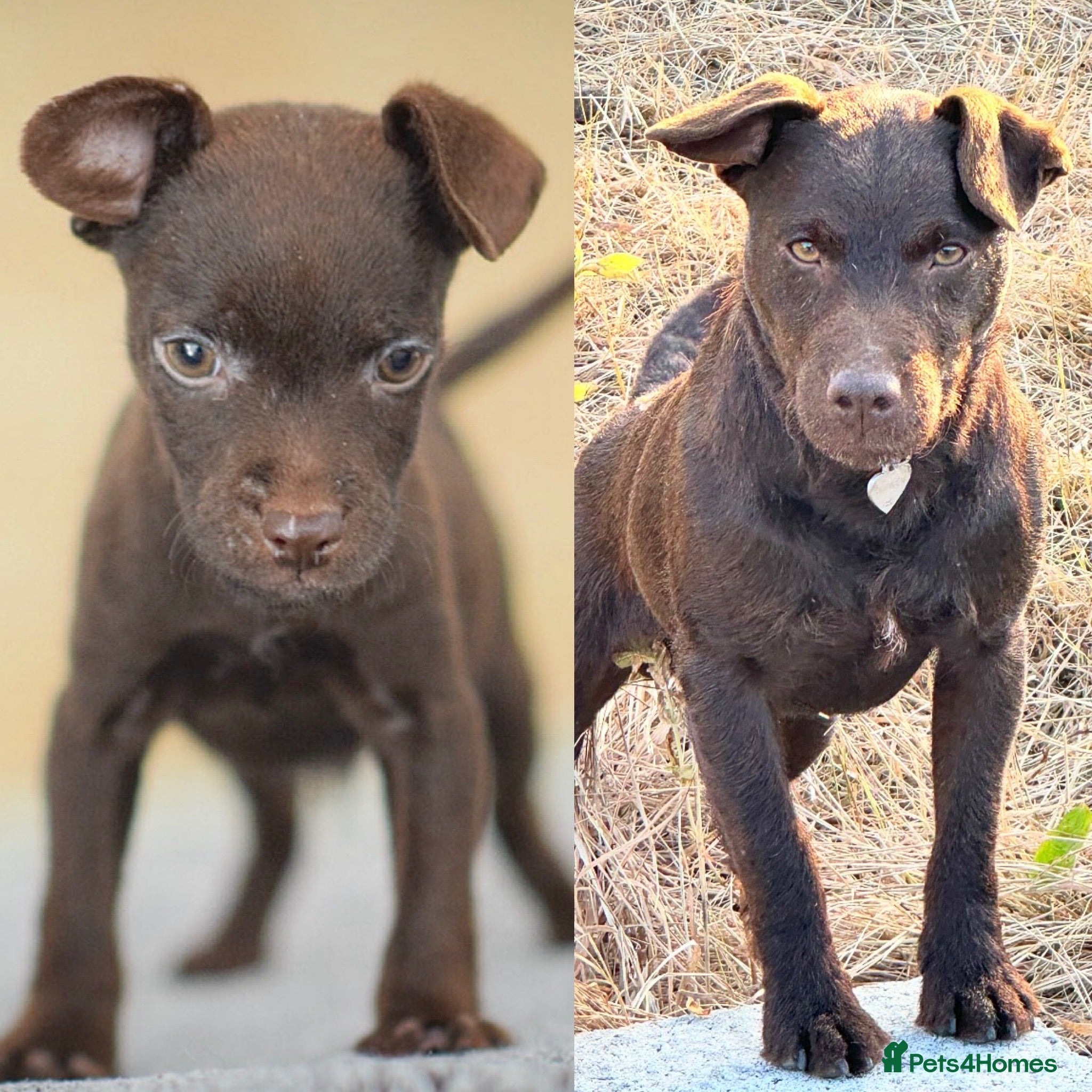 Patterdale Terrier dogs 5⭐️RATED LICENSED AND REGISTERED  - Advert 2