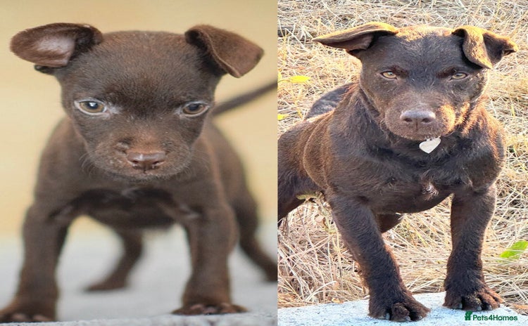 Patterdale Terrier dogs 5⭐️RATED LICENSED AND REGISTERED  - Advert 4