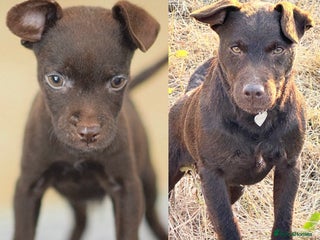 Patterdale Terrier dogs 5⭐️RATED LICENSED AND REGISTERED - Advert 5