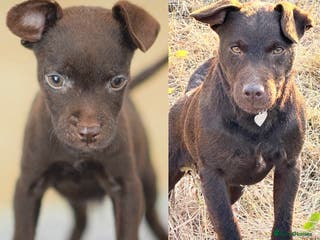 Patterdale Terrier dogs 5⭐️RATED LICENSED AND REGISTERED - Advert 8