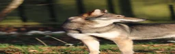 Northern Inuit dogs for sale: Last boy available from health tested parents - Advert 17