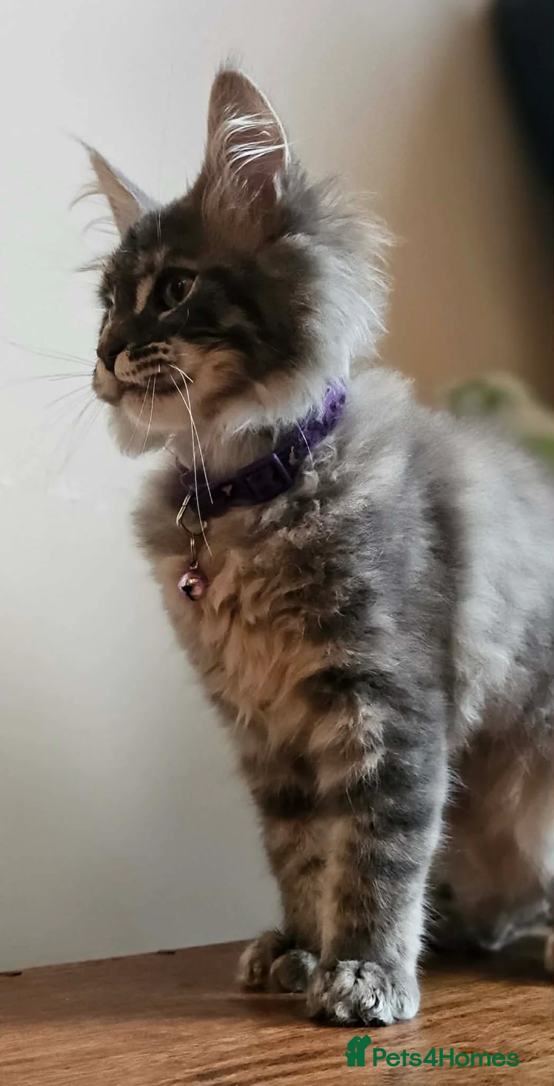 Maine Coon cats for sale: XXL Champion Line Maine Coons – Rare, Very Fluffy! - Advert 5