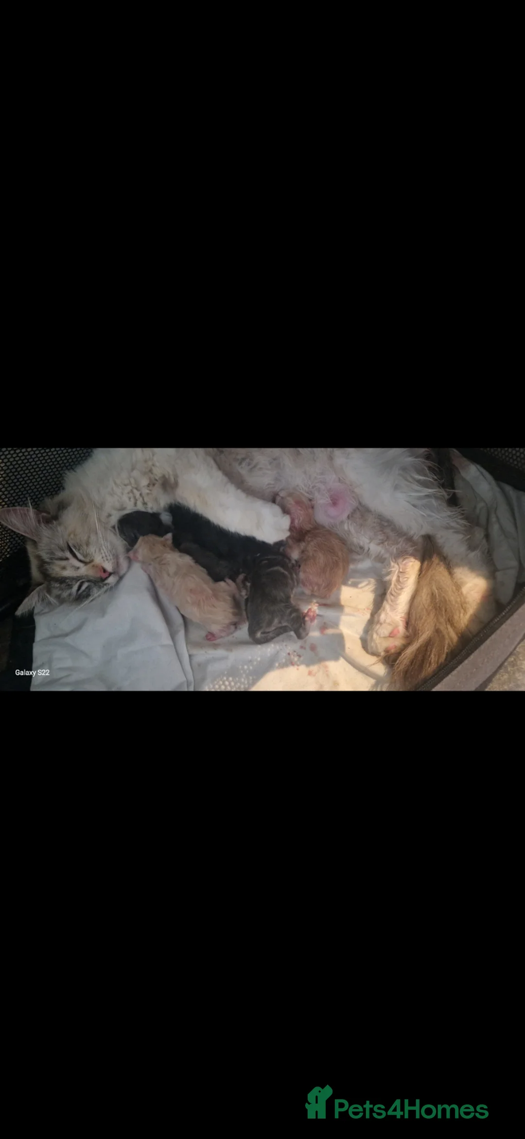 Ragcoon cats for sale: Ragcoon baby's  - Advert 7