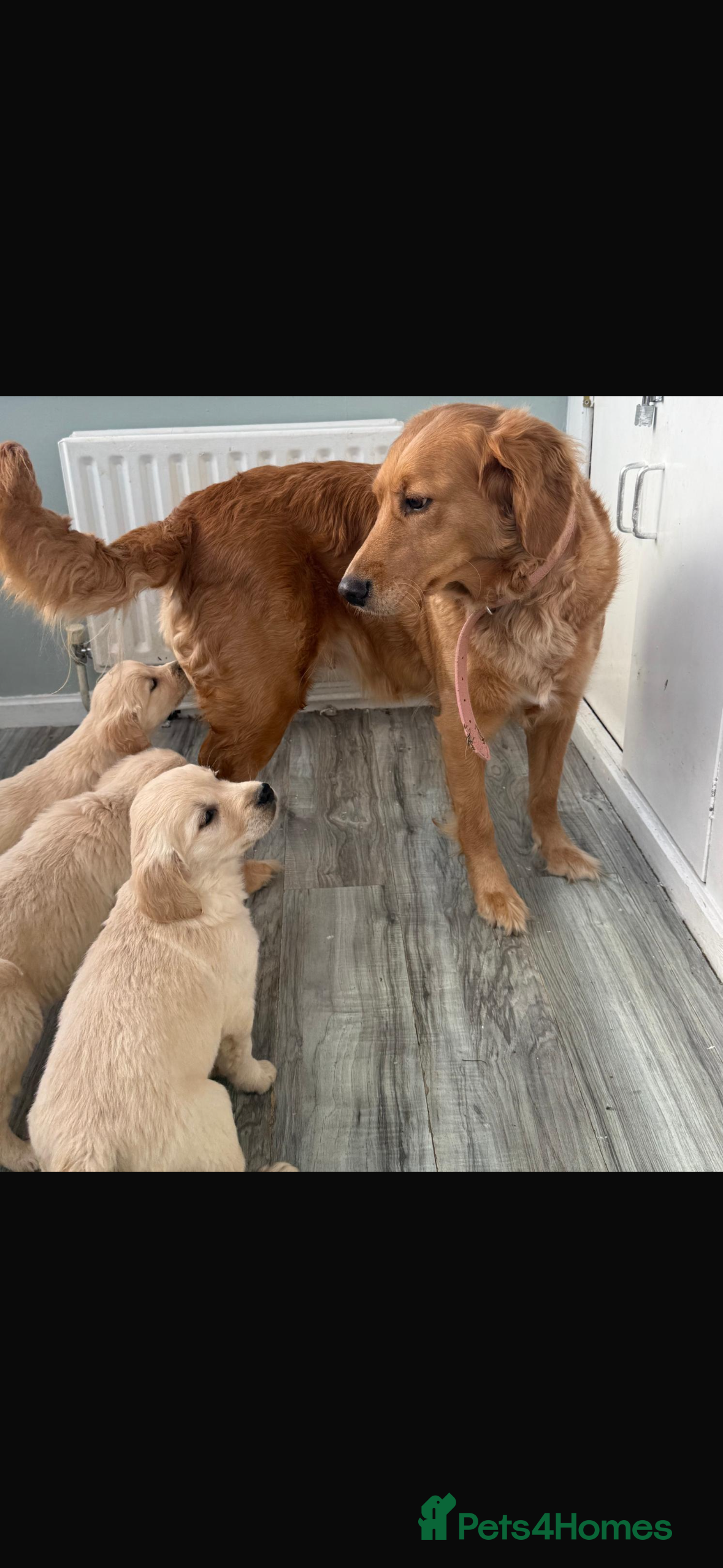 Golden Retriever dogs Chunky golden retriever pups - Advert 16