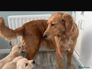 Golden Retriever dogs Chunky golden retriever pups - Advert 16