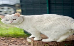 British Shorthair cats for sale: Stunning British shorthair - Image 29