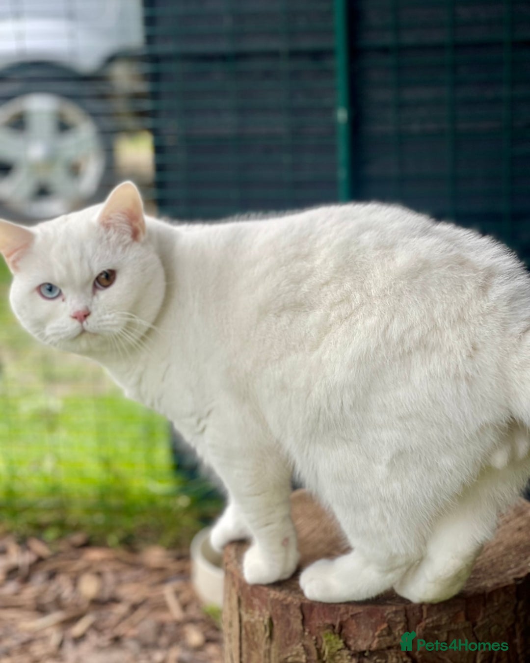British Shorthair cats for sale: Stunning British shorthair - Image 29