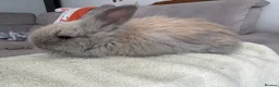 Angora rabbits for sale: Full face Angora babies - Advert 4