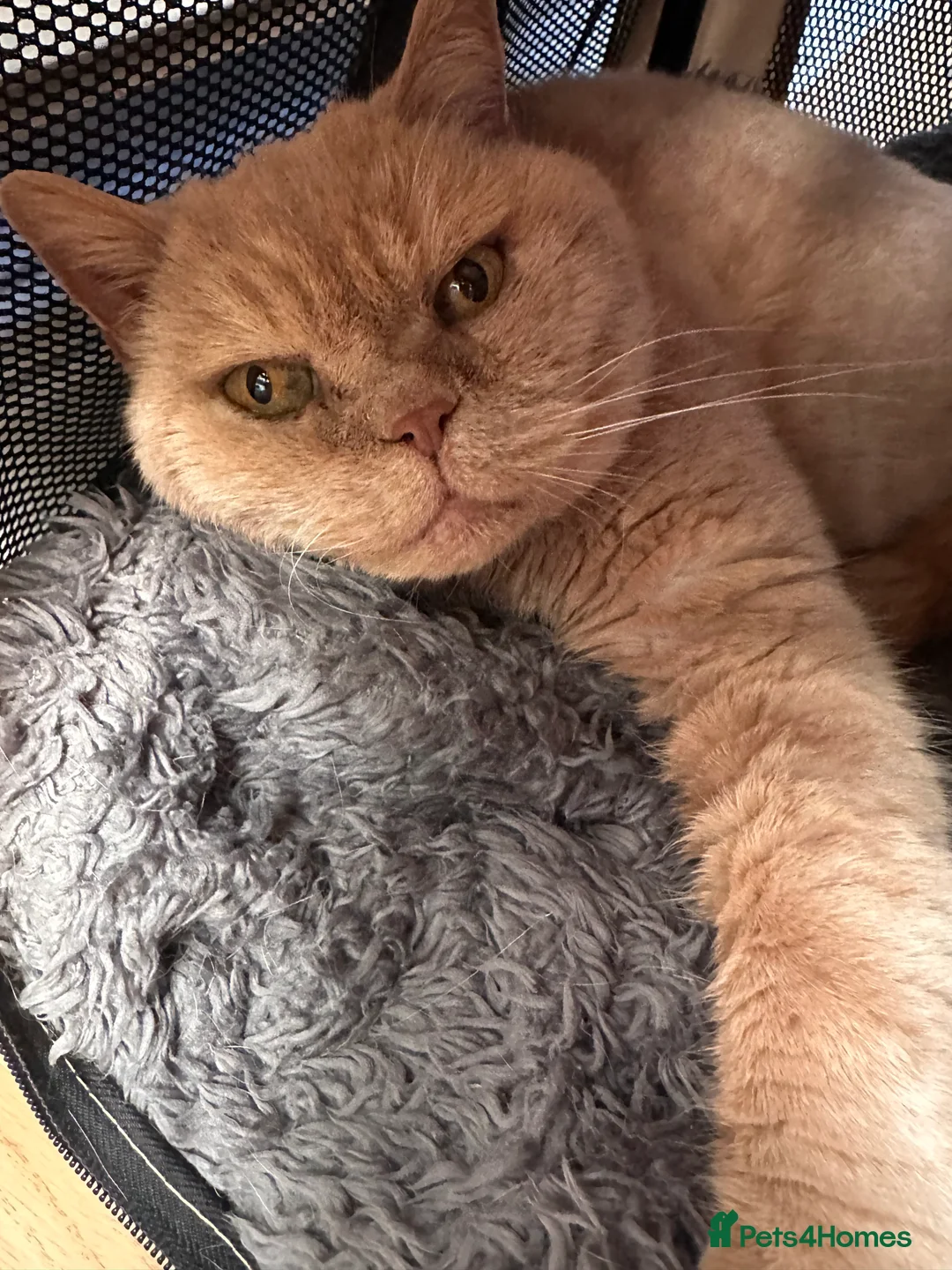 British Shorthair cats for sale: Custard Cream cat  - Advert 2