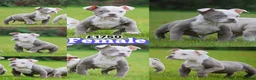 Old Tyme Bulldog dogs for sale: 23 YEARS, EXPERIENCE, 5 STAR RATED, LICENSED - Advert 15
