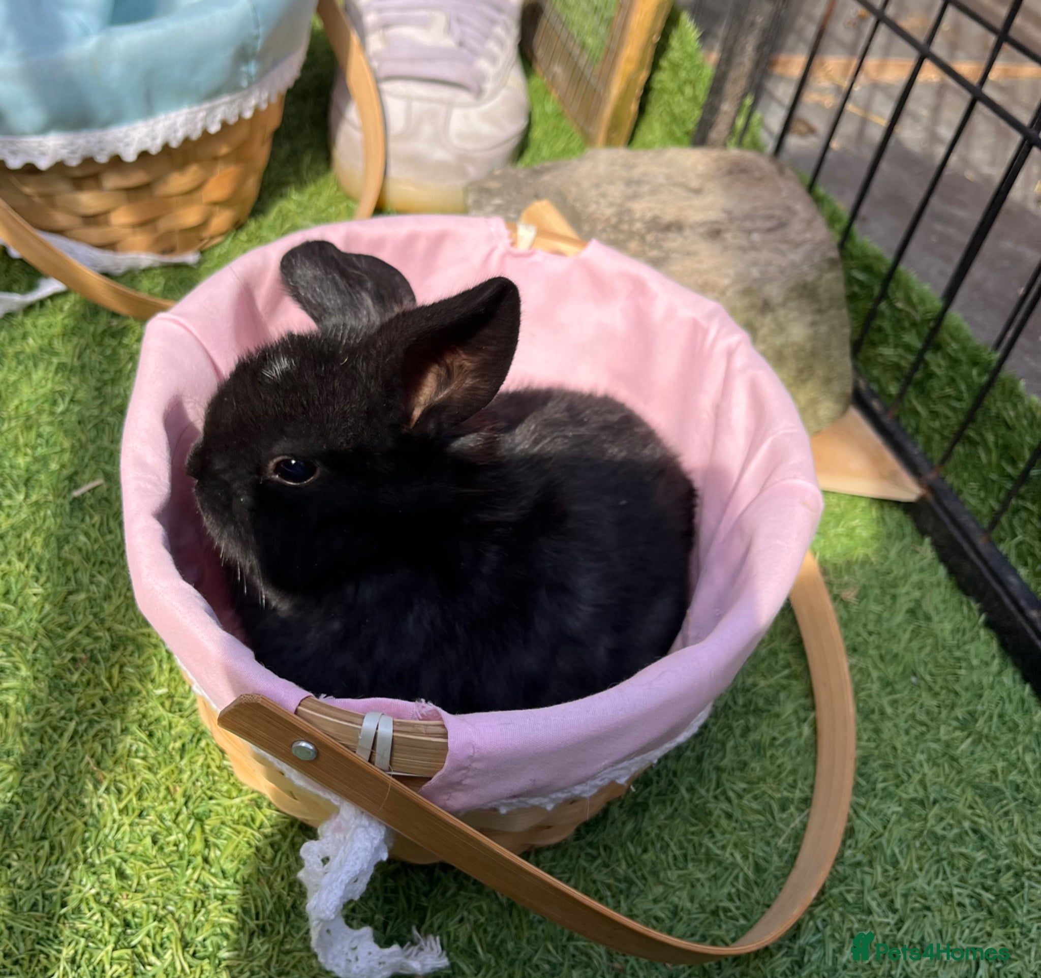 Mini Lop rabbits Late Spring babies - Advert 1