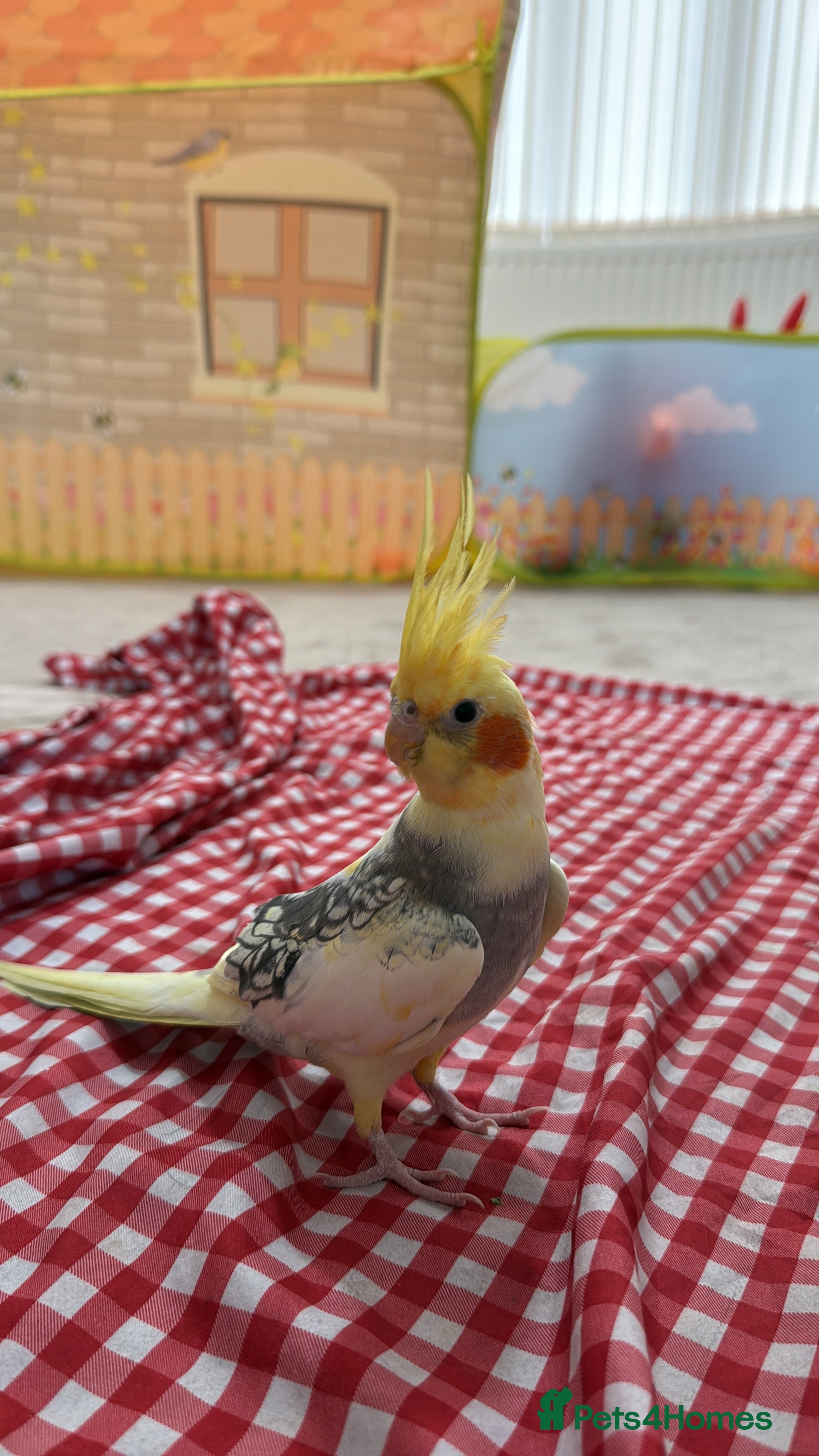 Cockatiels birds Cocktail  - Advert 1