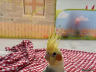 Cockatiels birds Cocktail - Advert 16