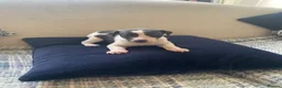 Whippet dogs for sale: Whippet puppys for sale - Advert 13
