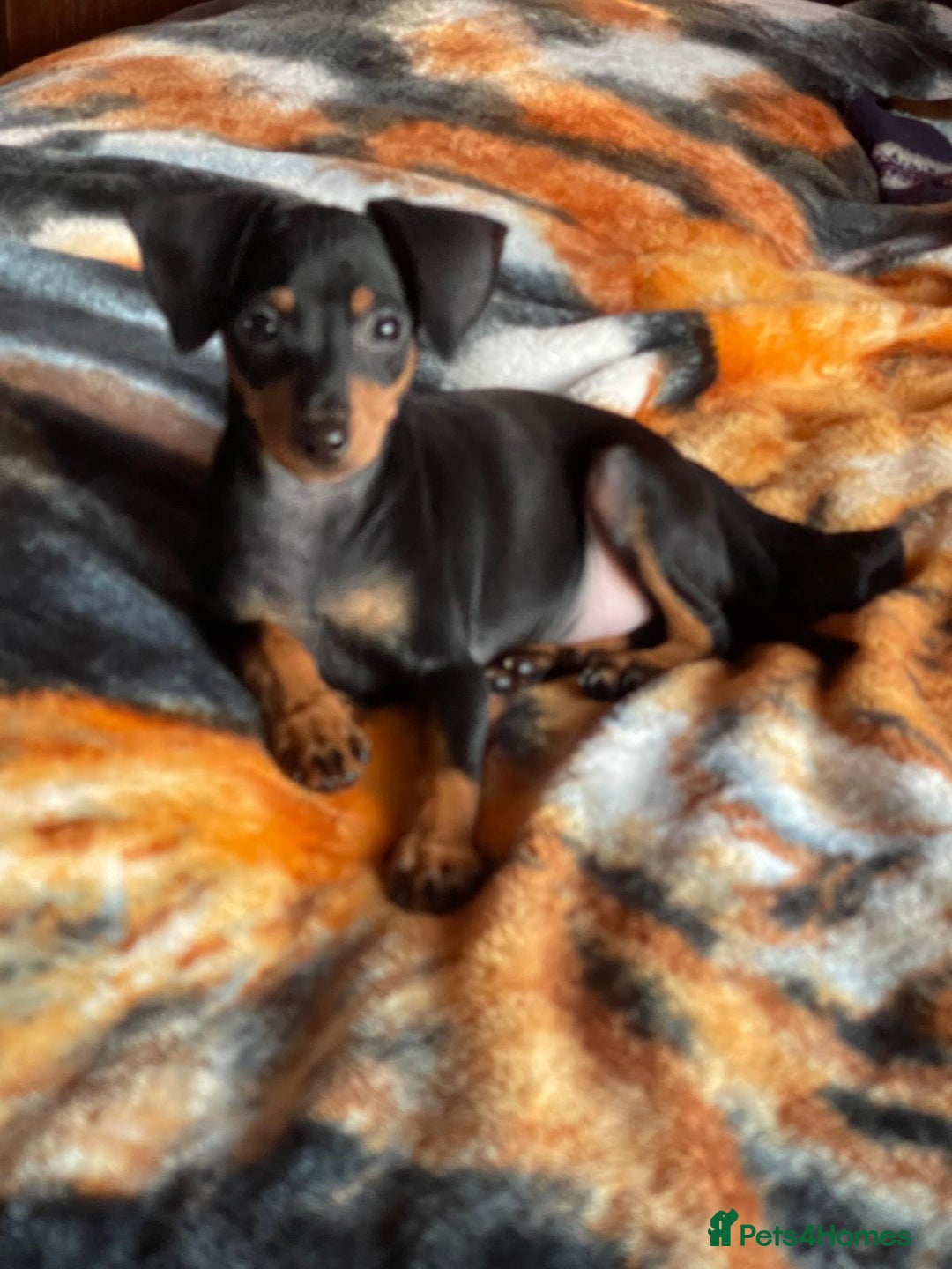 Miniature Pinscher dogs for sale: Beautiful Miniature Pinscher . - Advert 24