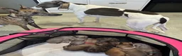 Mixed Breed dogs for sale: Beautiful Whippet/Greyhound Puppies in Penrhyndeudraeth - Advert 12