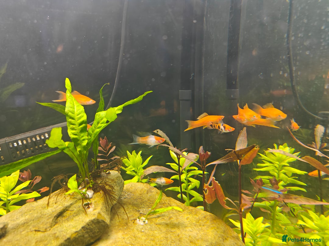 Swordtails fish for sale: Swordtails orange lyretail,kohak,tri colour  - Image 8