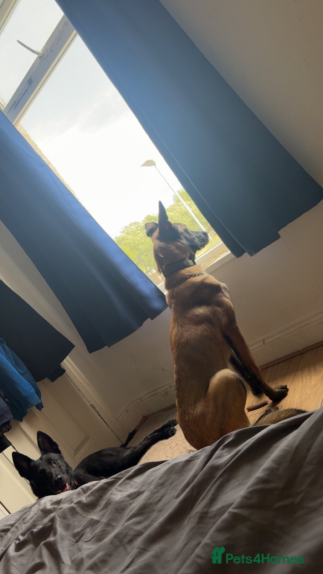 Mixed Breed dogs for sale: Belgian malinois X german shepherd  - Image 6