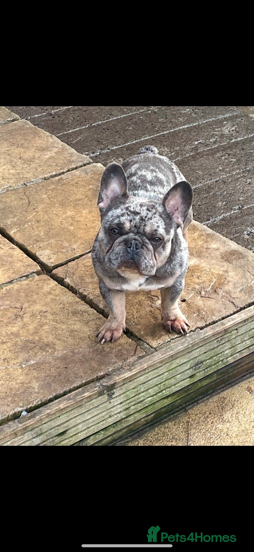 French Bulldog dogs French bull dog (Merle) - Advert 1