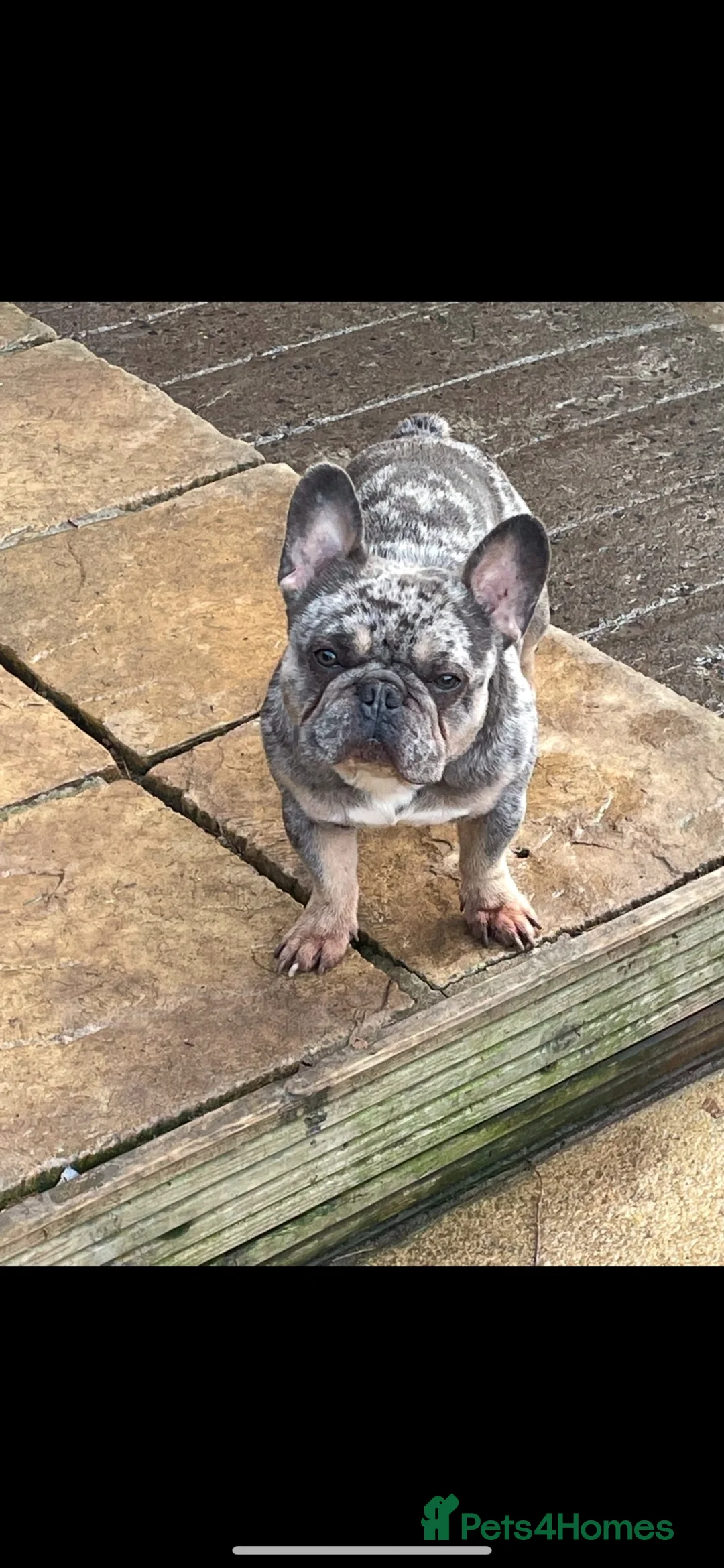 French Bulldog dogs for stud: French bull dog (Merle) - Advert 1