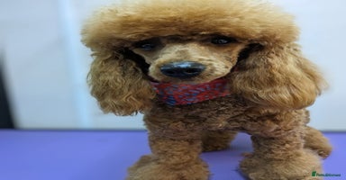 Cockapoo dogs - Advert 6