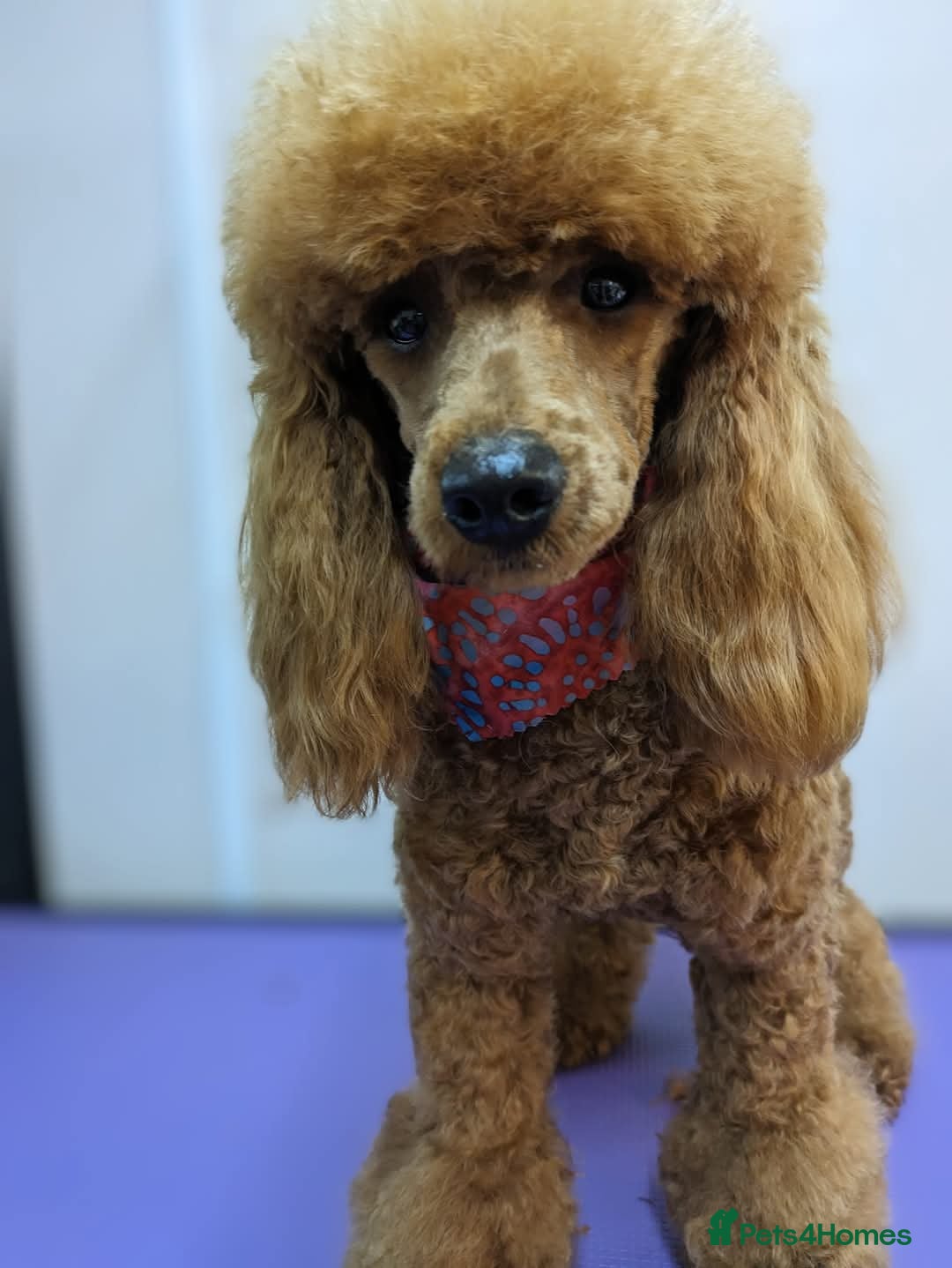 Cockapoo dogs for sale: Show type Cockapoos DNA CLEAR  - Image 3