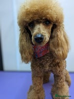 Cockapoo dogs - Advert 9