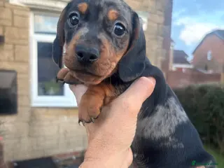 Miniature Dachshund dogs 1 handsome dapple miniature dachshund boy left - Advert 5