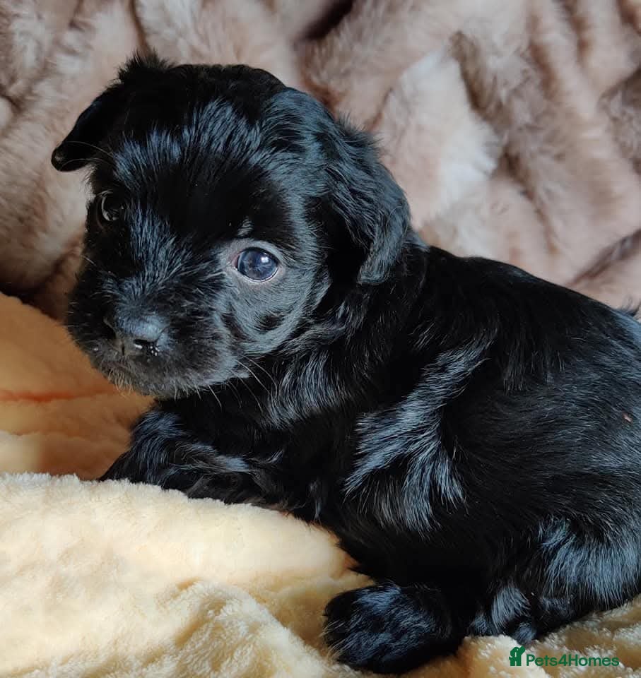 Yorkshire Terrier dogs 1110g fully black Yorkshire girl  - Advert 14