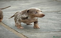 Miniature Dachshund dogs for sale: Beautiful litter of miniature dachshund puppies  - Image 9