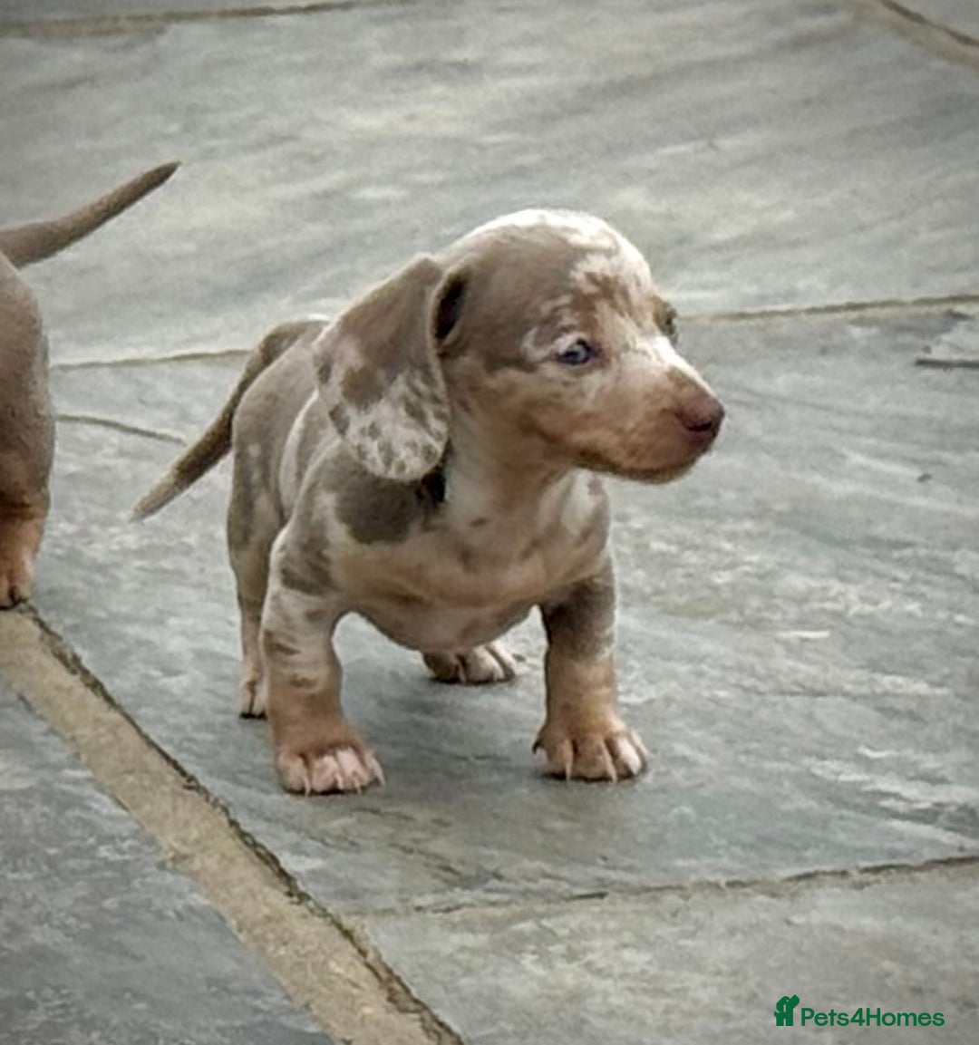 Miniature Dachshund dogs for sale: Beautiful litter of miniature dachshund puppies  - Image 9